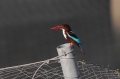 Smyrnaijsvogel 2